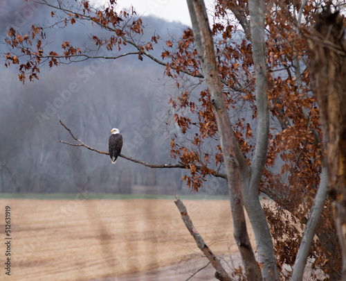 Bald eagle sitting on a branch in the fall | Amish country, Ohio