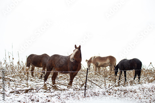Four horses grazing in a snowy corn field | Amish country, Ohio