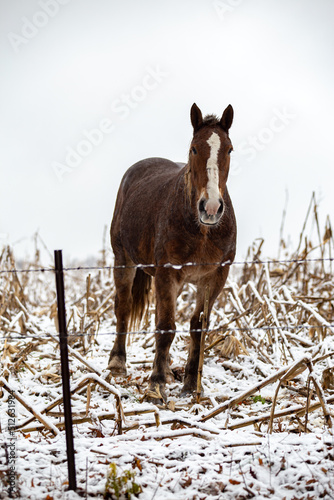 Horse, looking at the camera, behind a barbed wire fence in a snowy corn field in winter | Amish country, Ohio