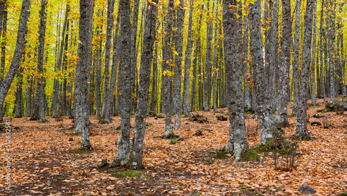 Autumn forest with green trees, trunks and colourful leaves in Irati and Tiemblo 