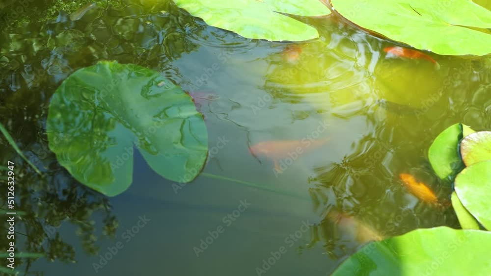 Koi carp.Bright colorful fish in the pond. Breeding ornamental fish in a pond
Koi carp.Bright colorful fish in the pond. Breeding ornamental fish in a pond