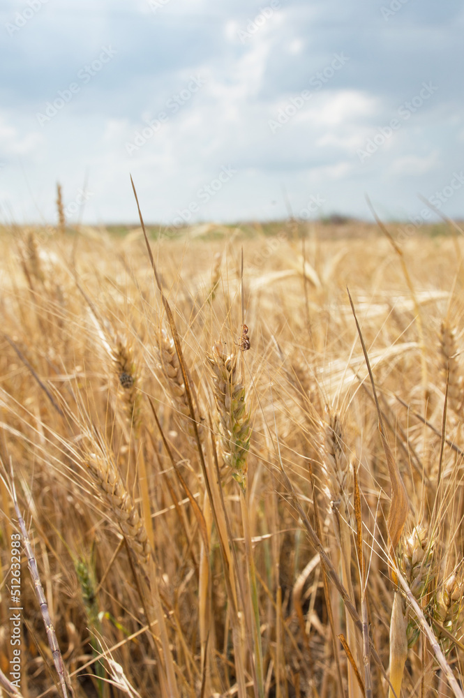 Ripened wheat close-up and blue sky. Symbol of the flag of Ukraine. Peaceful sky.