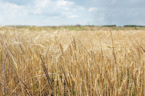 Ripened wheat close-up and blue sky. Symbol of the flag of Ukraine. Peaceful sky.
