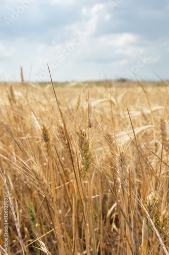 Ripened wheat close-up and blue sky. Symbol of the flag of Ukraine. Peaceful sky.