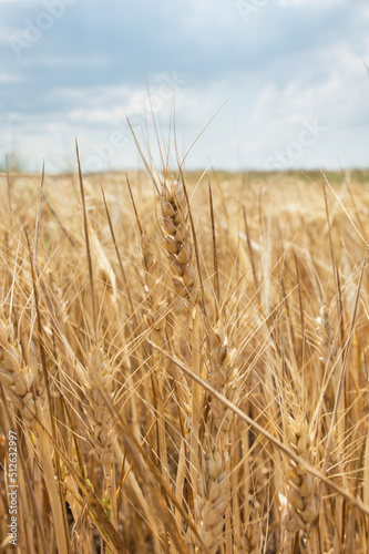 Ripened wheat close-up and blue sky. Symbol of the flag of Ukraine. Peaceful sky.