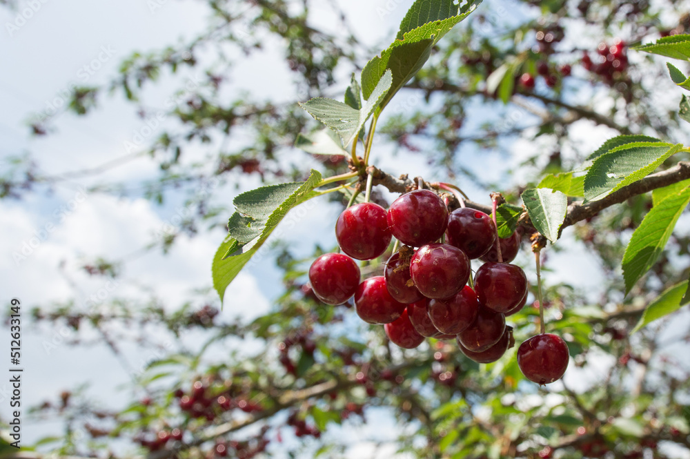 Ripe red cherries on a green branch against the sky. Phone screensaver, summer fruits. Ripe red cherries on a green branch against the sky. Phone screensaver, summer fruits.