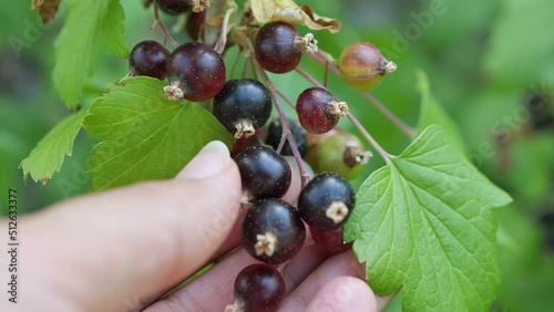 Women picking blackcurrant berries. Close up of hand.  Slow Motion
