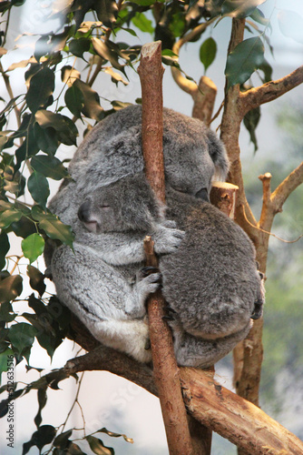 koala in a zoo in france 