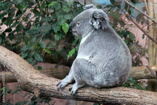 Canvas Print koala in a zoo in france