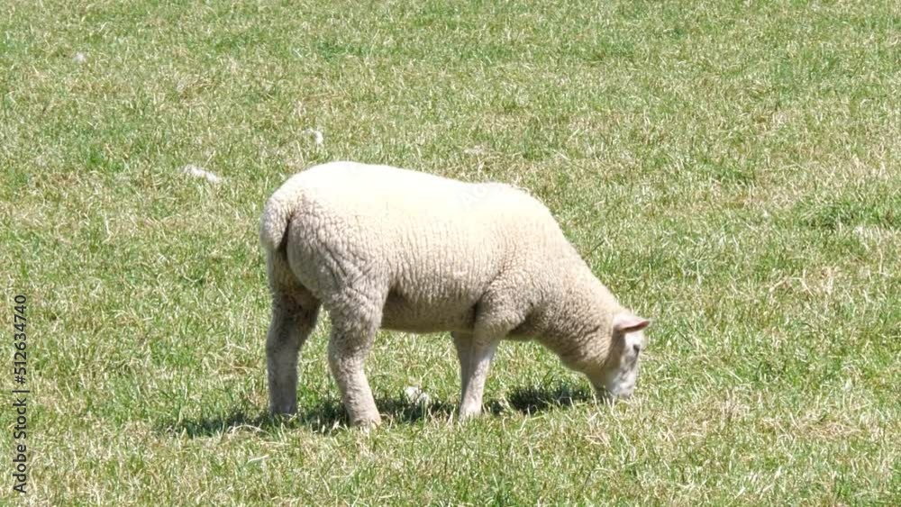 A little lamb is eating green grass in a meadow on a sunny warm day. A little lamb is eating green grass in a meadow on a sunny warm day.