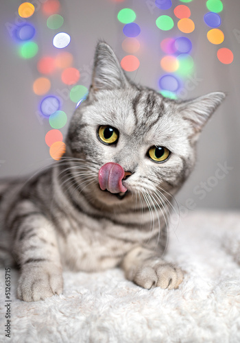 Young tabby cat lying on a white blanket, sticking out his tongue and licking his nose. Big yellow cat eyes looking forward. Grey background with colorful bokeh lights.  photo