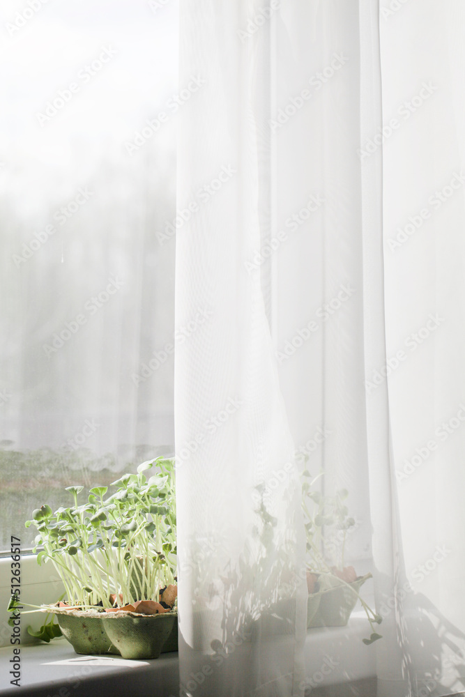 Garden on windowsill.healthy lifestyle, home gardening concept. microgreens grow in eggshells.zero waste. agrarian life in urban areas.selective focus Garden on windowsill.healthy lifestyle, home gardening concept. microgreens grow in eggshells.zero waste. agrarian life in urban areas.selective focus