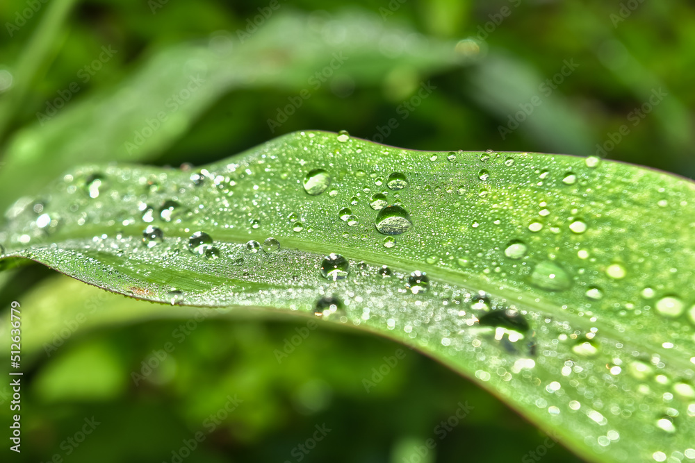 Close-up and macro of raindroap on green leaves in the morning with natural light Close-up and macro of raindroap on green leaves in the morning with natural light