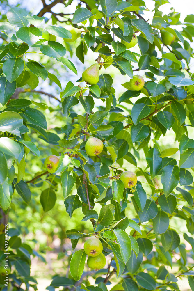green pears are on the branch of tree