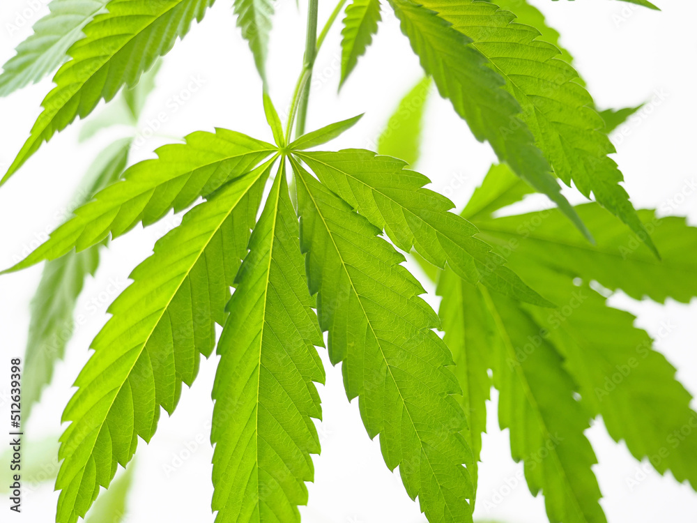 cannabis leaves.marijuana hemp weed