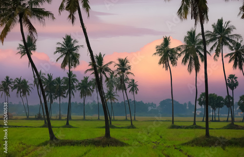 Coconut tree plantation in the middle of paddy fields in Andhra Pradesh state, India photo