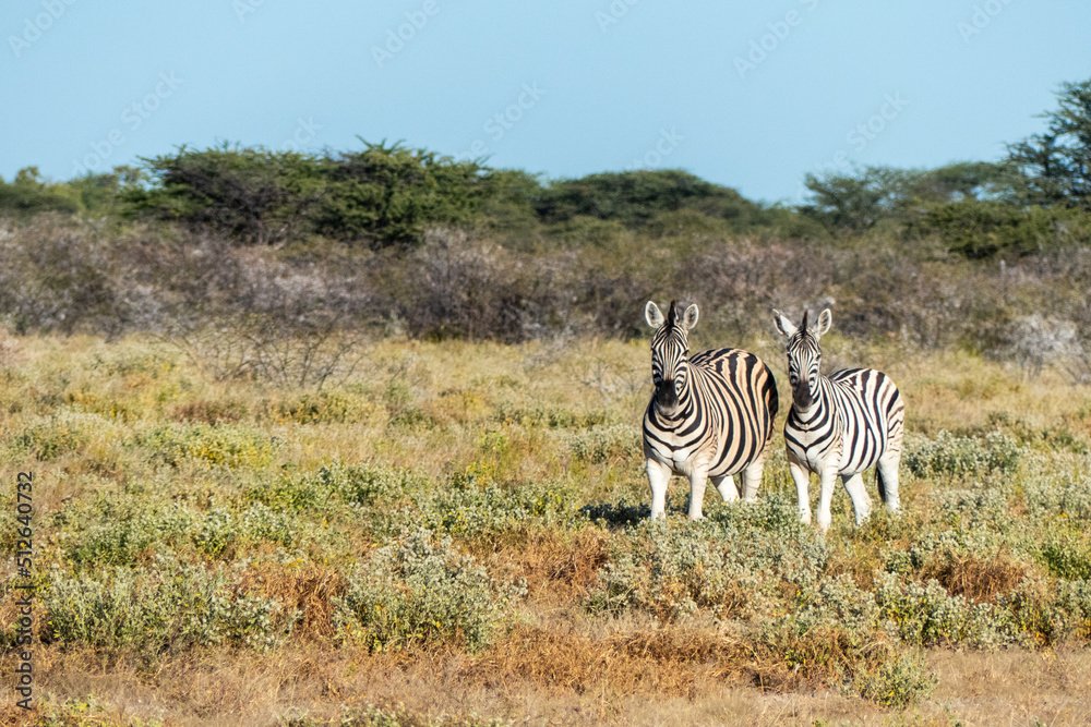 Obraz premium Zebra in the grass nature habitat, Namibia Africa