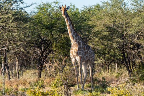 A giraffe in Etosha National Park Namibia Africa