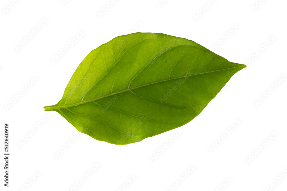 Obraz premium leaf isolated on white background
