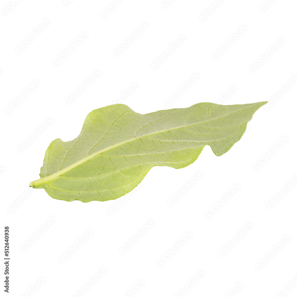 leaf isolated on white background leaf isolated on white background