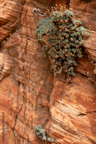 Photos close up of sandstone rocks and plants