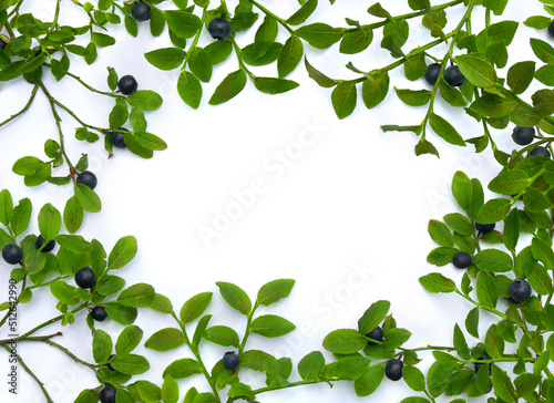 Ripe berries wild bilberries on branches with leaves on a white background with space for text. Top view, flat lay