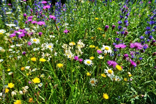 Colorful flower meadow in June