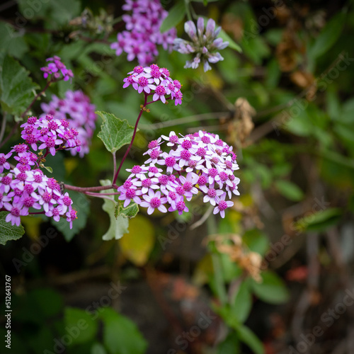 Purple flower