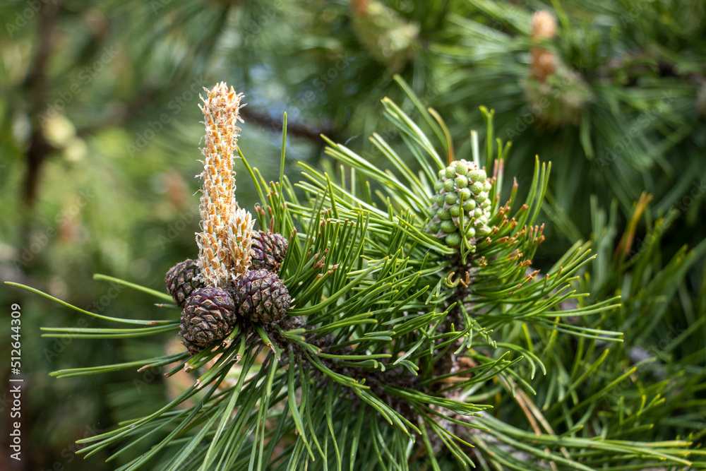 Yong pine cone on the tree Yong pine cone on the tree