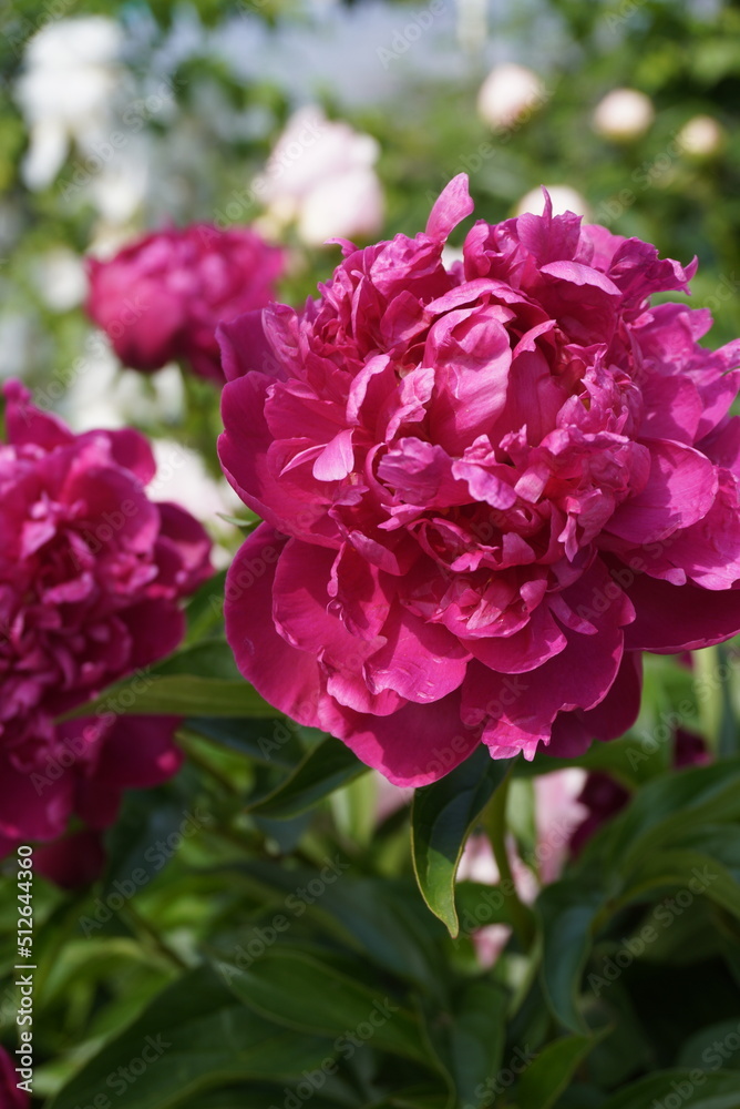 Beautiful blooming terry pink peony flower close-up in the garden Beautiful blooming terry pink peony flower close-up in the garden