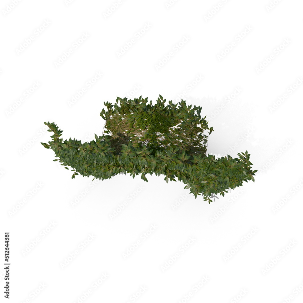 Fototapeta premium 3D illustration of a realistic Ivy plant