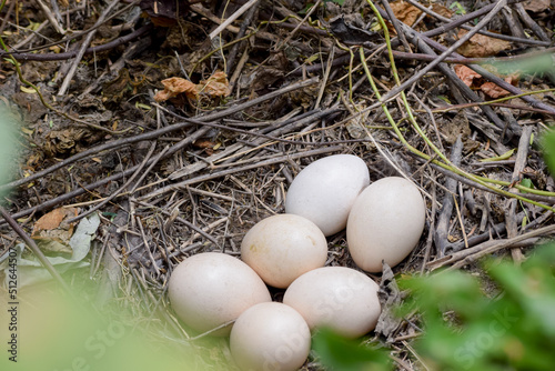 The eggs of peacock in it's nest. Wildlife Scene of Nature in India