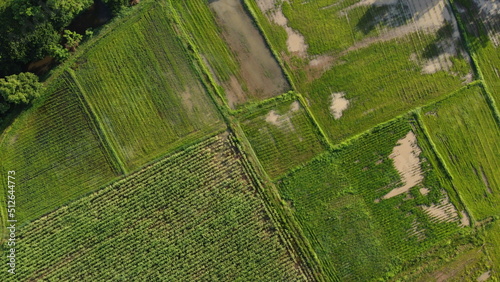 Aerial view of fields in south east asia