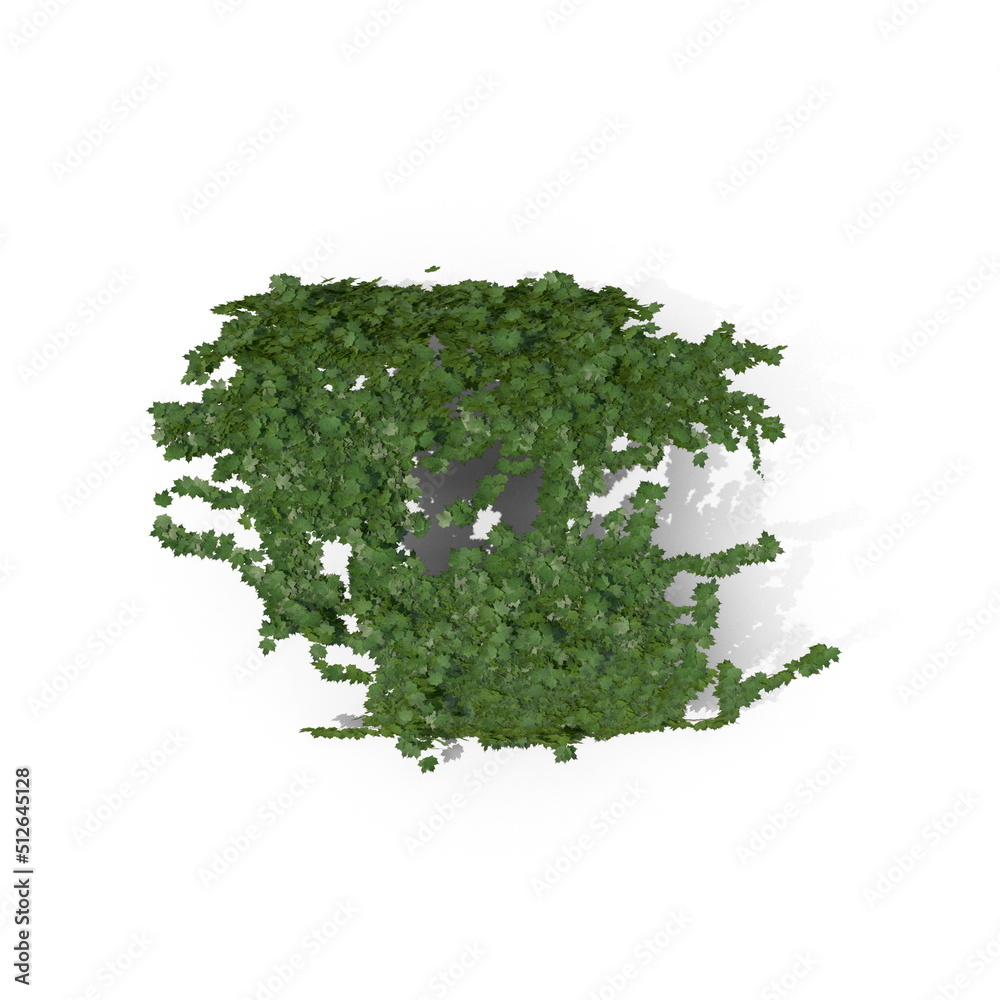 Obraz premium 3D illustration of a realistic Ivy plant 