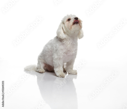 Maltese dog photographed on a white back ground in studio