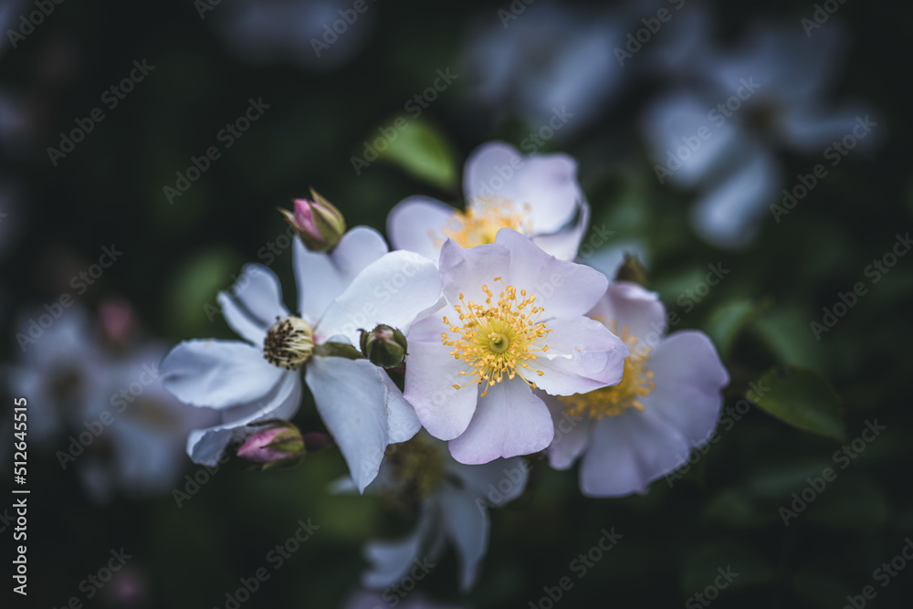 Flower of sweetbrier or wild rose