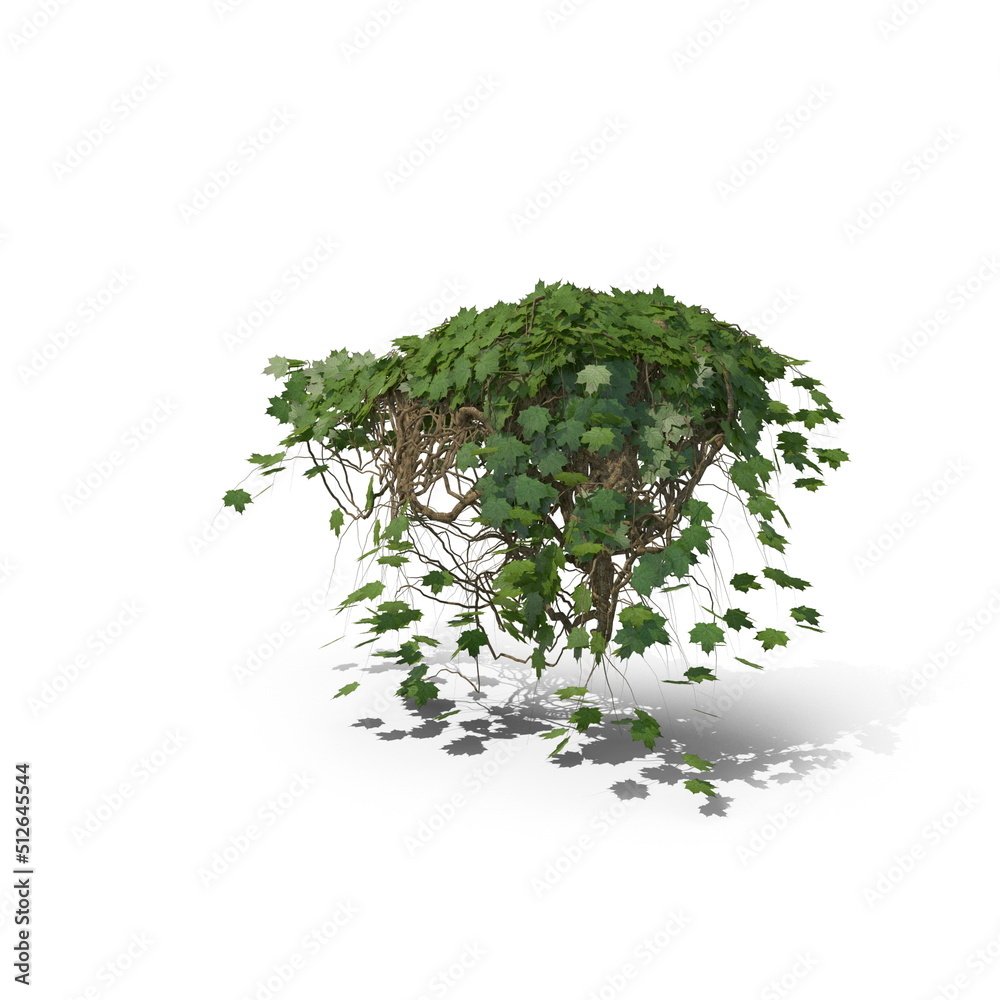 Fototapeta premium 3D illustration of a realistic Ivy plant