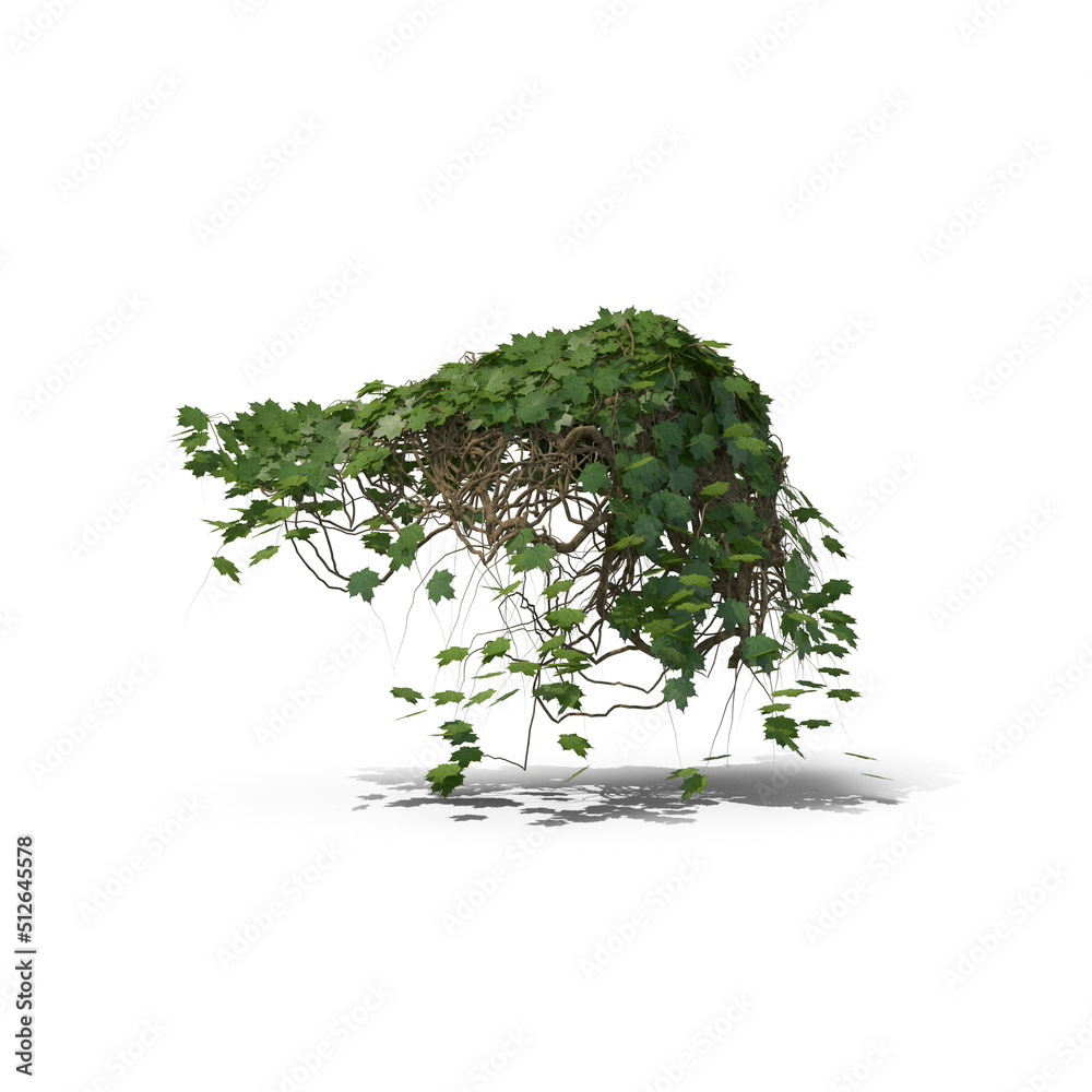 Fototapeta premium 3D illustration of a realistic Ivy plant