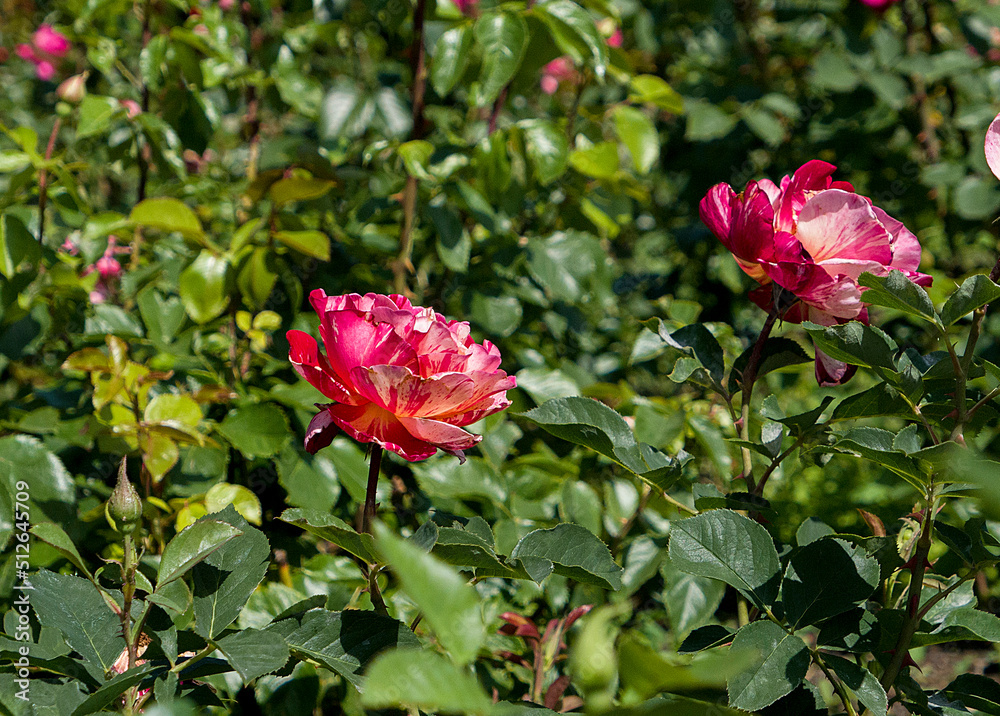 two pink roses in garden two pink roses in garden