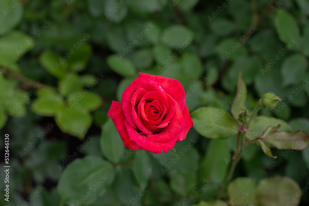 Red rose bloomed on a green bush. Closeup Red rose bloomed on a green bush. Closeup