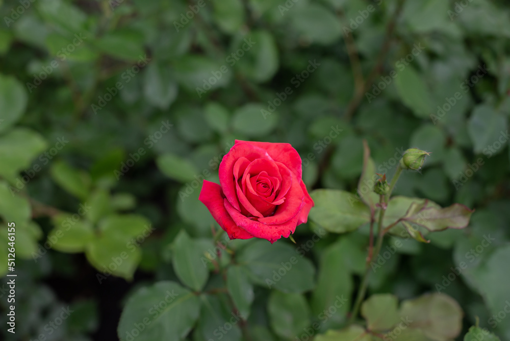Red rose bloomed on a green bush. Closeup Red rose bloomed on a green bush. Closeup