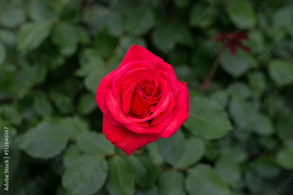 Red rose bloomed on a green bush. Closeup Red rose bloomed on a green bush. Closeup