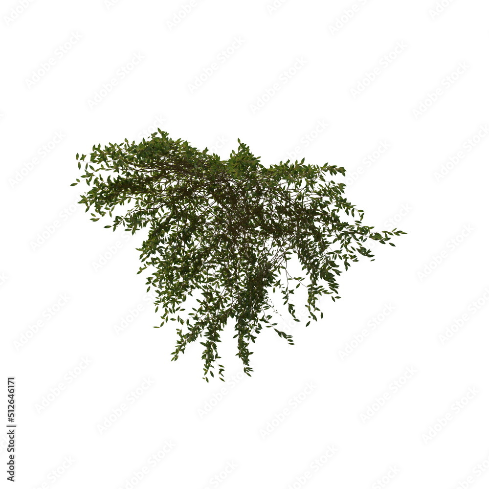 Fototapeta premium 3D illustration of a realistic Ivy plant