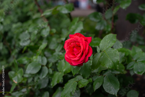 Red rose bloomed on a green bush. Closeup