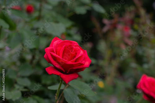 Red rose bloomed on a green bush. Closeup