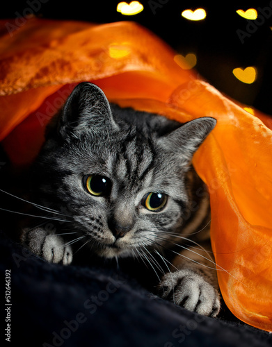 Young tabby cat with big black eyes hiding under orange fabric on black background with orange bokeh hearts. 