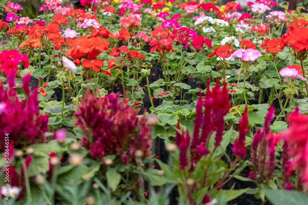 plant nursery greenhouse view of colorful flowers
