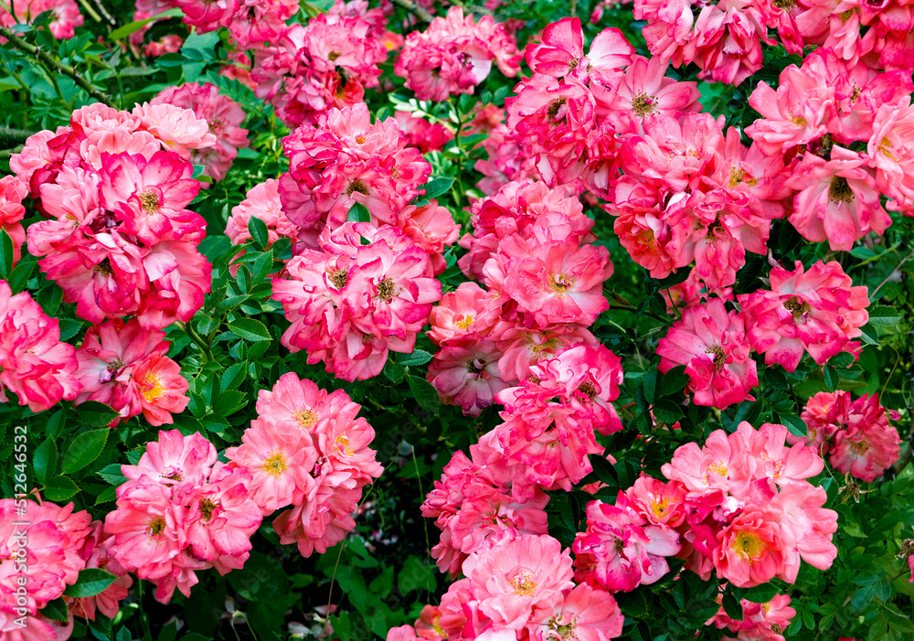 pink flowers in the garden