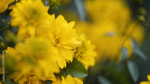 Closeup of beautiful yellow flowers in the garden. Clip. Yellow flowers on a green meadow