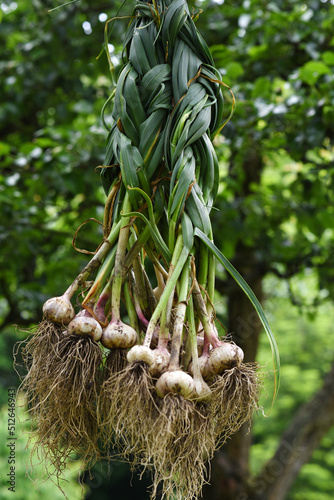 Harvesting garlic in the garden. Fresh organic vegetables and Vegan. Czech republic, Europe.